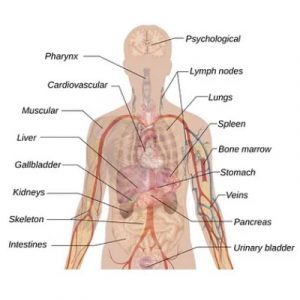 anatomy body health